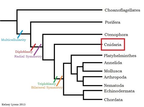 Classification: Carukia barnesi: Irukandji Jellyfish