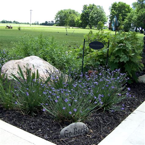 Sisyrinchium angustifolium 'Lucerne' 3qt (Blue Eyed Grass) - Scioto ...