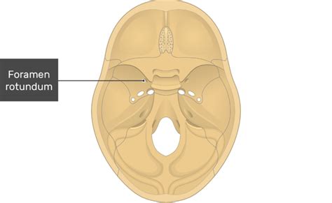 Fissures, foramina and markings of the base of the skull | GetBodySmart