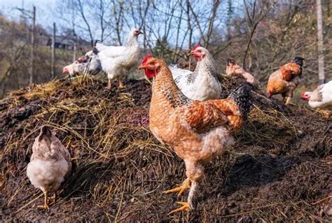 How Long To Compost Chicken Manure And Make It Garden - Ready - Grower Today