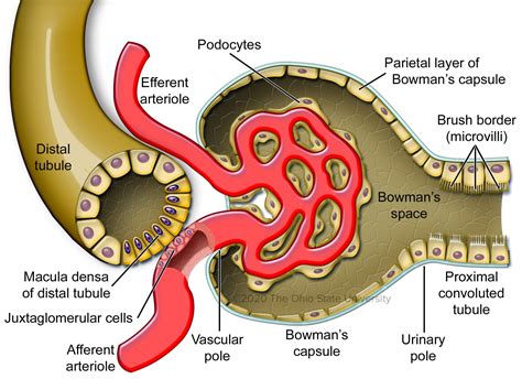 The Juxtaglomerular Apparatus – Veterinary Histology