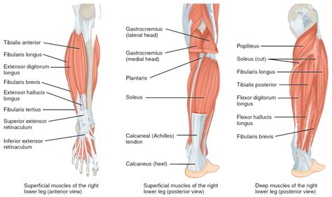 Anatomy Leg Muscles Gallery - How To Guide And Refrence