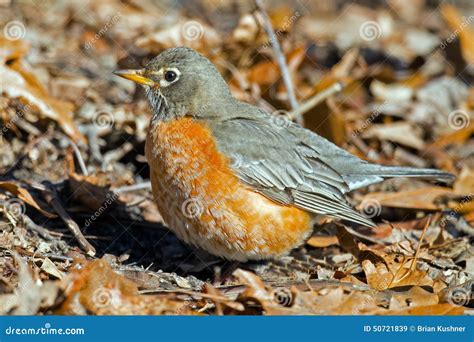 American Robin stock image. Image of redbreast, robin - 50721839