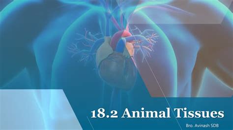 Animal Tissue Class IX.pptx