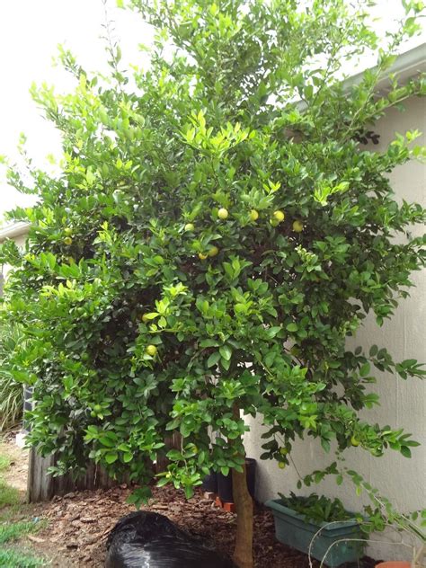 Key Lime Tree | Tropical Pool Landscaping