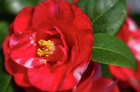 A Red Camellia Flower Photograph by Barbara Elizabeth - Fine Art America