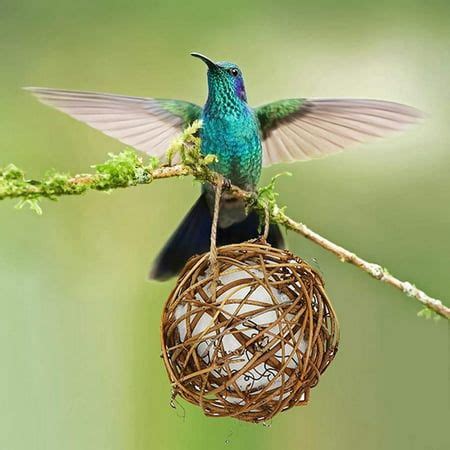 2 Pack Hummingbird Nesting, Bird Nesting Materials Holder Globe ...