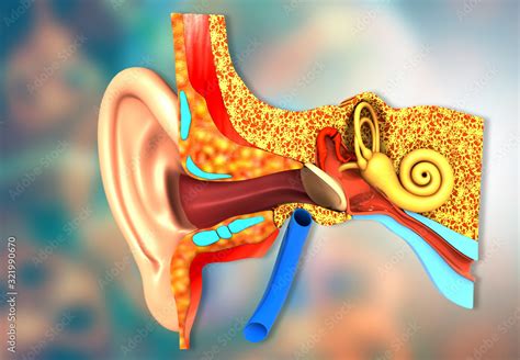 Cross-section of the human ear. 3d illustration. Stock Illustration ...