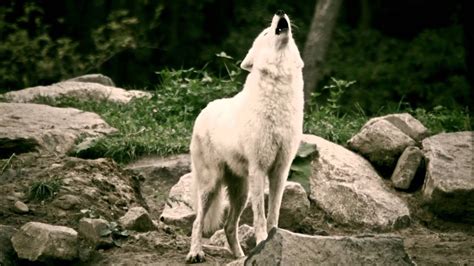 Eerily beautiful. White Wolves howling in the deer park - Schaurig schön. Wölfe heulen im ...