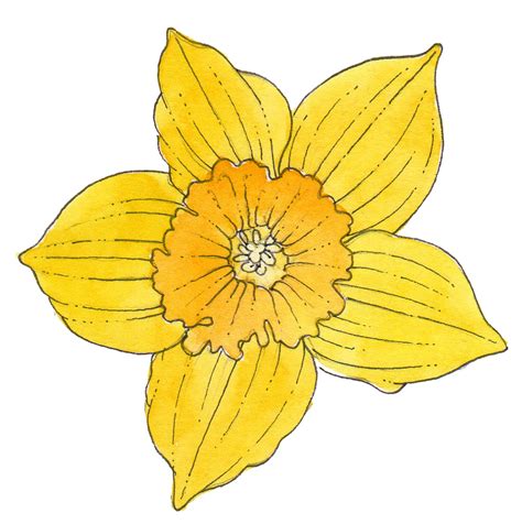 Yellows daffodil pen and ink - Lizzie Harper