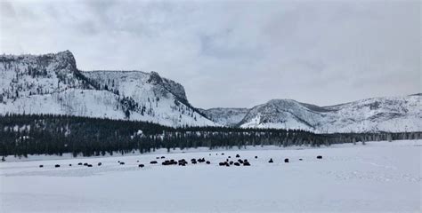 Winter in Yellowstone - SkyAboveUs - Outdoors