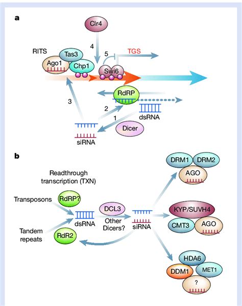 RNAi and heterochromatic silencing. a, Silencing in S. pombe. The ...