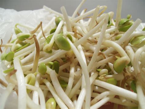 Soybean sprouts Fact, Health Benefits and Nutritional Value