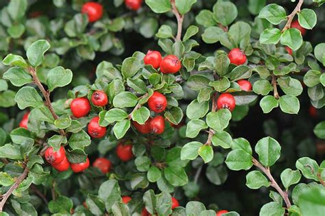 21 of the Best Cotoneaster Varieties | Gardener’s Path