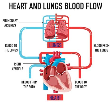 Free Vector | Diagram showing heart and lungs blood flow