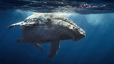 #4.3353, Humpback Whale, Ocean, 4K Wallpaper
