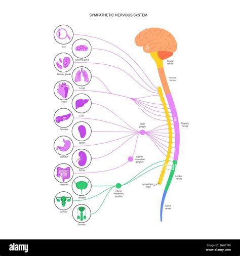 Sympathetic nervous system, illustration Stock Photo - Alamy