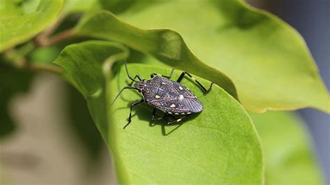 Does a Homemade Stink Bug Trap Really Work?