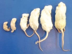 Frozen Mice Medium 16-22g 10pk - Pet Perfection