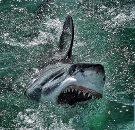 20 Facts We Never Knew About Great White Sharks – Quizzable News