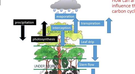 A Level; case study of a rainforest - impacts of management on water and carbon cycles by ...