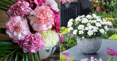 Carnation Flower Meaning and Symbolism | Balcony Garden Web