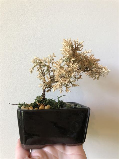 Help me save my juniper bonsai! : r/plantclinic