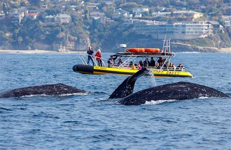 Whale Watching - Dana Point Harbor