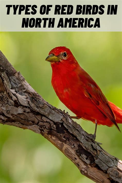 10 Types of Red Birds in North America (with Pictures)