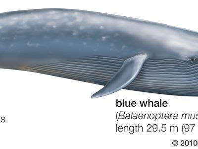 Blue whale | Facts, Habitat, & Pictures | Britannica