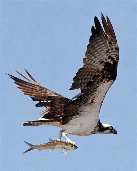 Free picture: osprey, bird, flight, up-close, pandion haliaetus