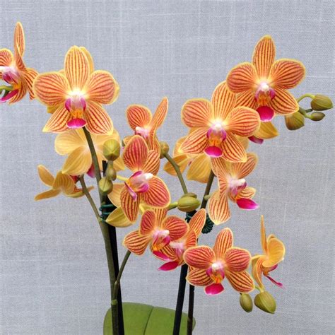 Phalaenopsis Chingruey's Goldstaff 'Fortune' orchid - fragrant