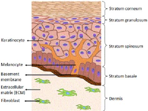 Human Epidermal Cells Diagram