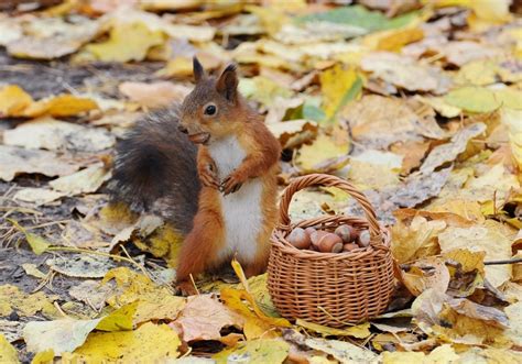 Squirrel Full HD Wallpaper and Background Image | 2000x1400 | ID:551001