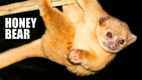 Kinkajou Facts: the HONEY BEAR | Animal Fact Files - YouTube