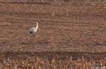 Whooping Crane Photos - Photographs - Pictures
