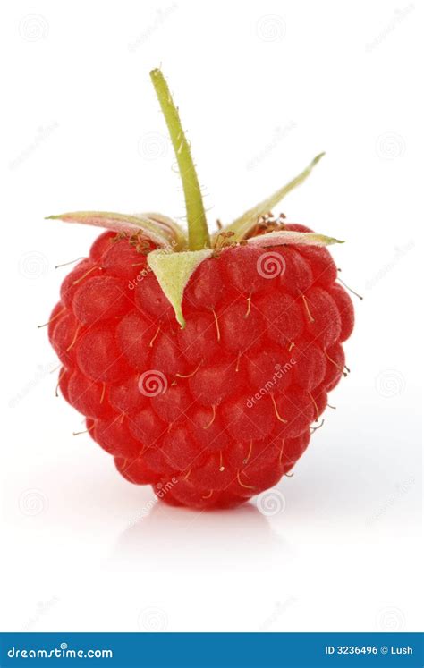 Raspberry fruit stock photo. Image of fruits, natural - 3236496