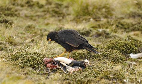 Falkland Islands Wildlife Guide - The Crowded Planet