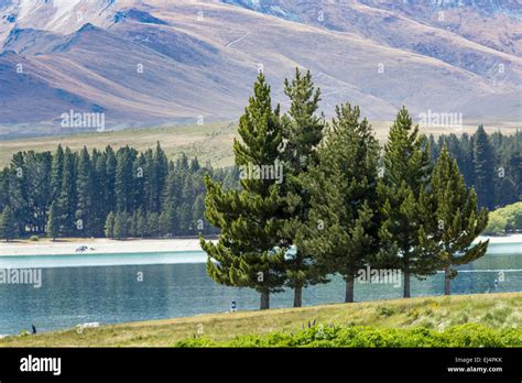 Lake Tekapo, South Island, New Zealand Stock Photo - Alamy