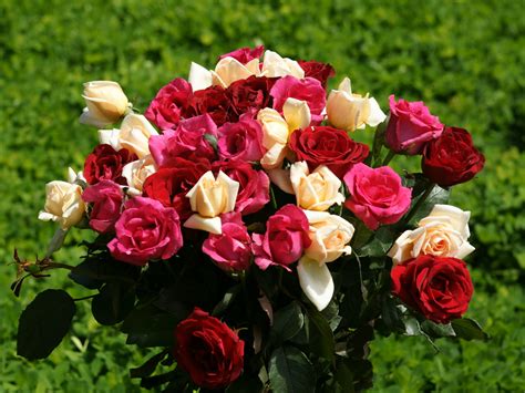 Roses wallpapers: Colorful roses, rose bouquet wallpaper