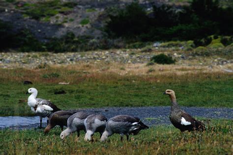 Chilean Patagonia: wildlife spotting in the Torres del Paine National ...