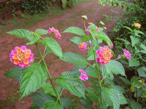 Facts About the Lantana Flower | Dengarden