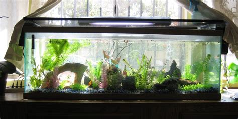 Photo #4 - Full View Of My 70 Gallon Fish Tank. This Tank Is...