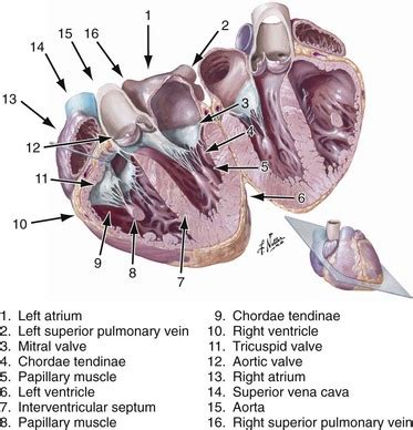 Right Atrium Anatomy - Anatomy Reading Source