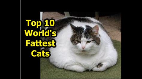 The World's Fattest Cats ★★ GUINNESS WORLD RECORDS★★ - YouTube