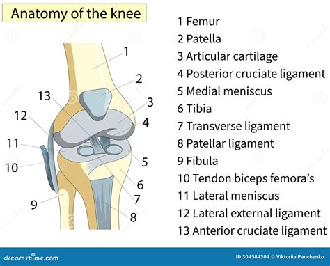 Anatomy Of The Knee And Cruciate Ligaments With Descriptions Vector ...