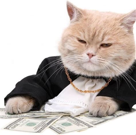 Create meme "rich cat, business cat, the banker cat" - Pictures - Meme-arsenal.com