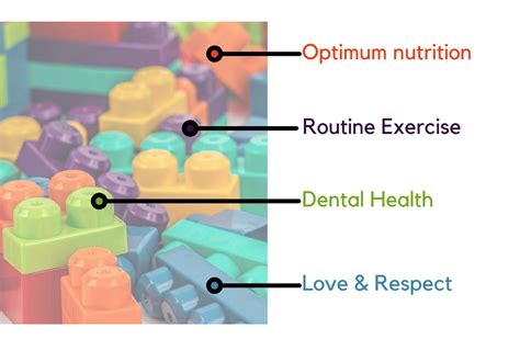 Quality Food and Exercise Can Help Your Morkie Live Longer | ABOUT MORKIES