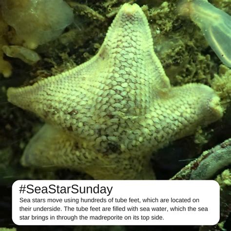 Sea Stars Move with Tube Feet | Sea star, Fun facts, Marine animals