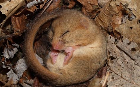 The discovery of a rare black dormouse is a reminder that this species needs our help